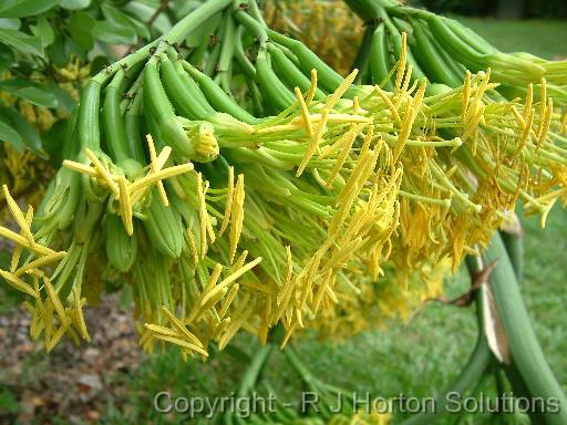 Agave americana flower 